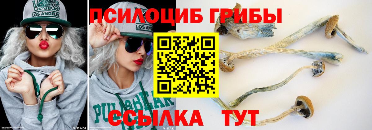Галлюциногенные грибы Psilocybine cubensis Орск